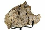 Hadrosaur (Edmontosaurus) Jaw Section with Teeth - Wyoming #377640-4